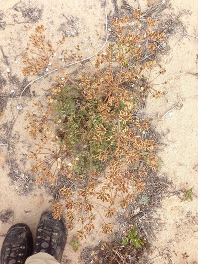 Lomatium insulare, photographed by Adam J. Searcy