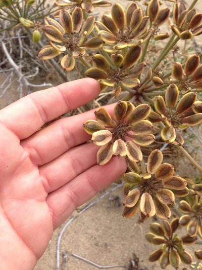 Lomatium insulare, photographed by Adam J. Searcy