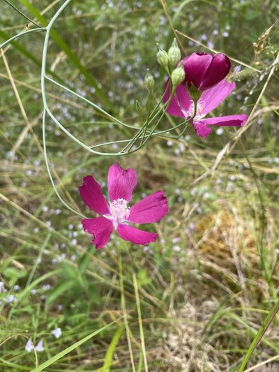 Callirhoe digitata, photographed by Miranda Kohout