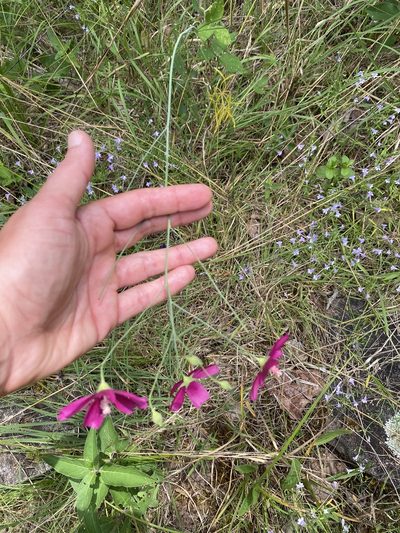 Callirhoe digitata, photographed by Miranda Kohout