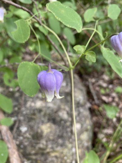 Clematis versicolor, photographed by Miranda Kohout