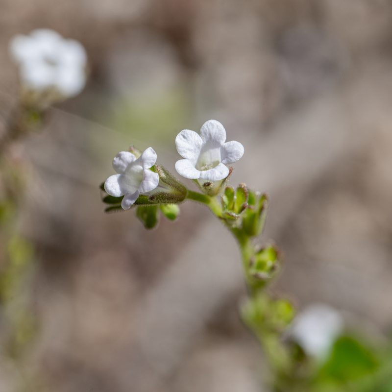 Phacelia lemmonii, photographed by Dominic Gentilcore