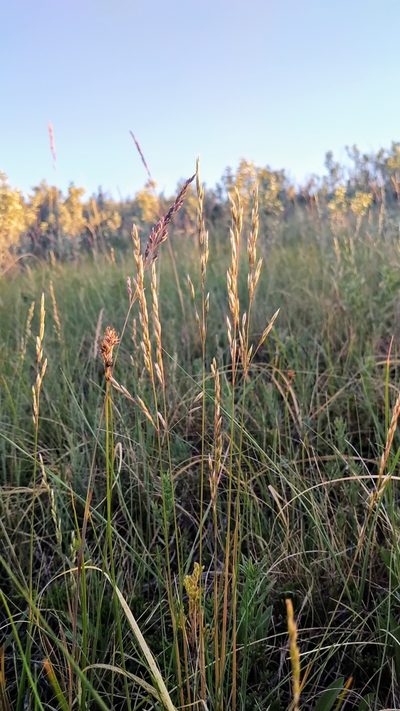 Festuca hallii, photographed by Doug Macaulay