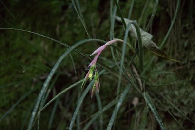 Billbergia nutans, photographed by Fernando Sessegolo