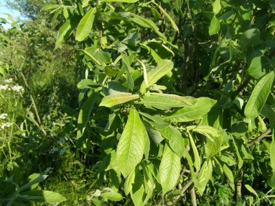 Salix aurita, photographed by Ольга Щербакова