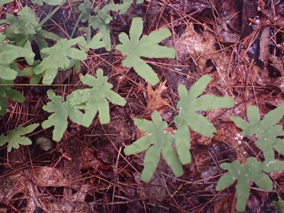 Lygodium palmatum, photographed by John Abrams