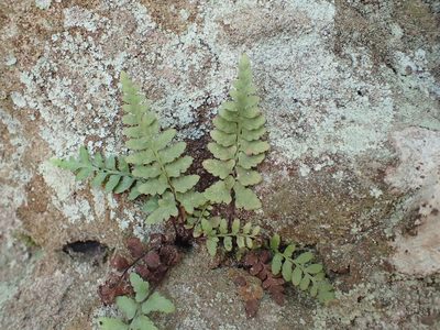 Asplenium bradleyi, photographed by John Abrams