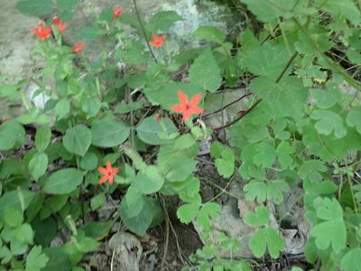 Silene rotundifolia, photographed by John Abrams
