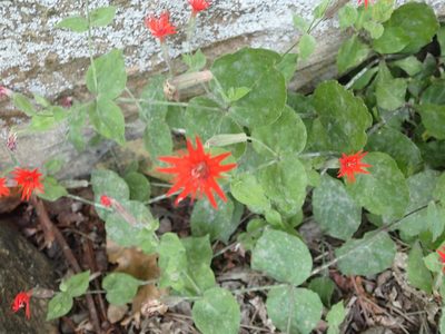 Silene rotundifolia, photographed by John Abrams