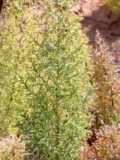 Asparagus oliveri, photographed by kevin koen