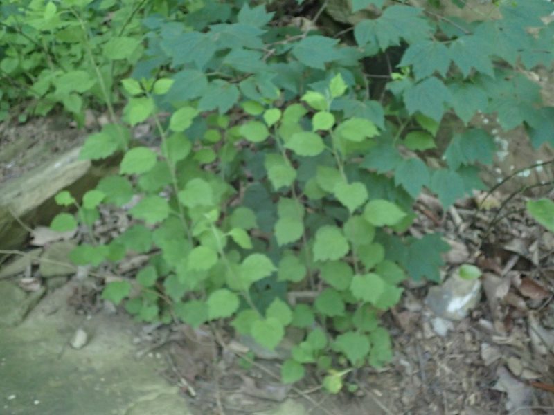 Solidago albopilosa, photographed by John Abrams
