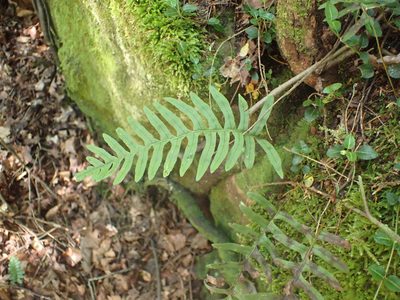 Polypodium appalachianum, photographed by John Abrams