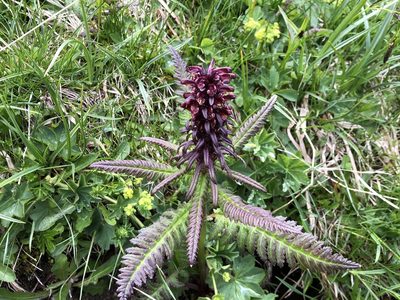 Pedicularis recutita, photographed by Jason Grant