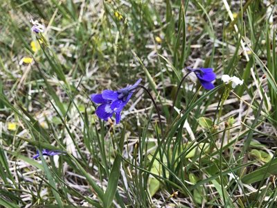 Pinguicula leptoceras, photographed by Jason Grant