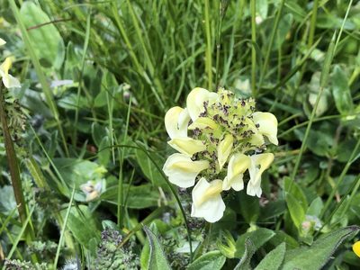 Pedicularis tuberosa, photographed by Jason Grant