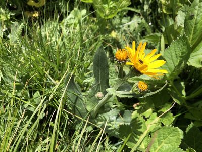 Senecio doronicum, photographed by Jason Grant