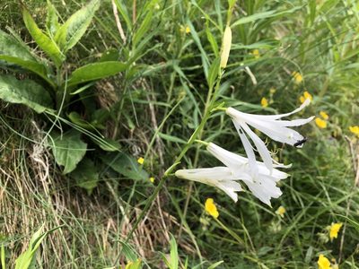 Paradisea liliastrum, photographed by Jason Grant