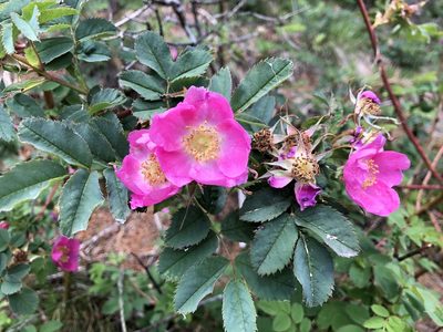 Rosa glauca, photographed by Jason Grant