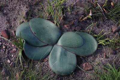 Brunsvigia marginata, photographed by Tony Rebelo