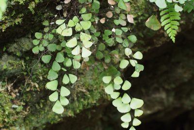 Adiantum monochlamys, photographed by harum.koh