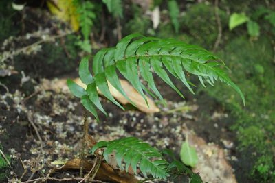 Polystichum lepidocaulon, photographed by harum.koh