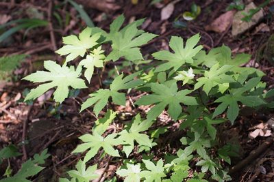 Japonicalia delphiniifolia, photographed by harum.koh