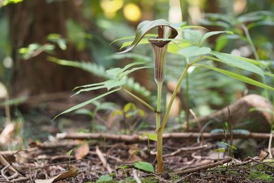 Arisaema serratum, photographed by harum.koh