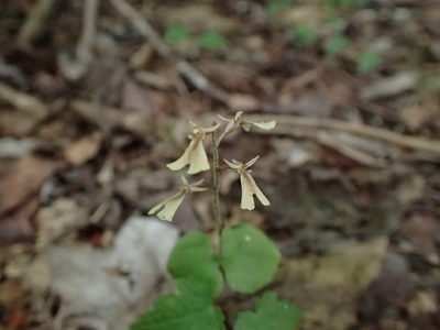 Neottia smallii, photographed by Evan M. Raskin