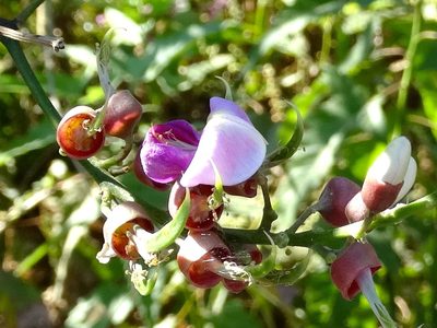 Lonchocarpus guatemalensis, photographed by Francisco Farriols Sarabia