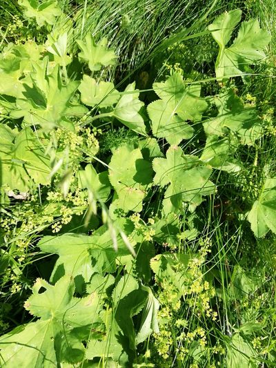 Alchemilla lindbergiana, photographed by Татьяна Максимова