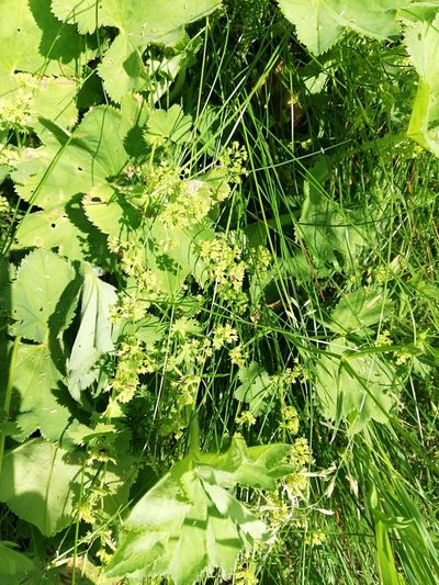 Alchemilla lindbergiana, photographed by Татьяна Максимова