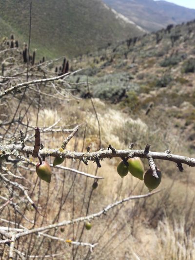 Vasconcellea chilensis, photographed by Aira Francisca Faúndez Fallau
