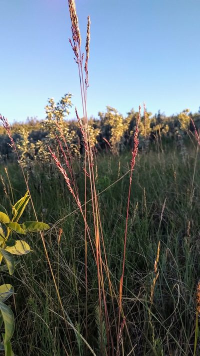 Festuca hallii, photographed by Doug Macaulay