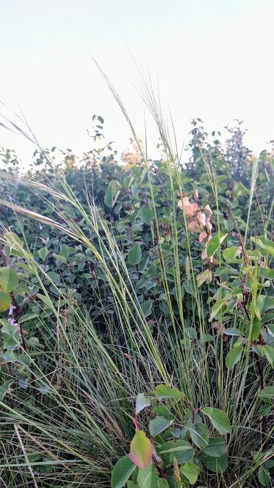 Hesperostipa curtiseta, photographed by Doug Macaulay