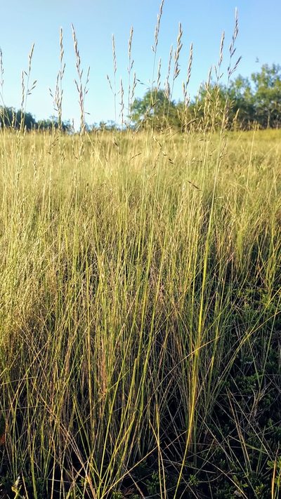 Festuca hallii, photographed by Doug Macaulay