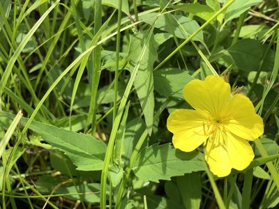 Oenothera pilosella, photographed by Mike B