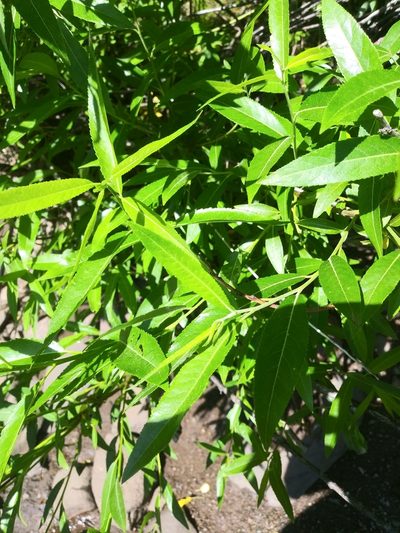 Salix sericea, photographed by Mike Zifkin