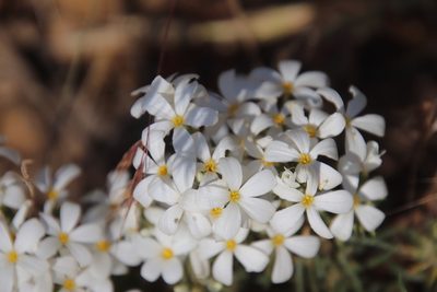 Leptosiphon floribundus, photographed by Millie Basden