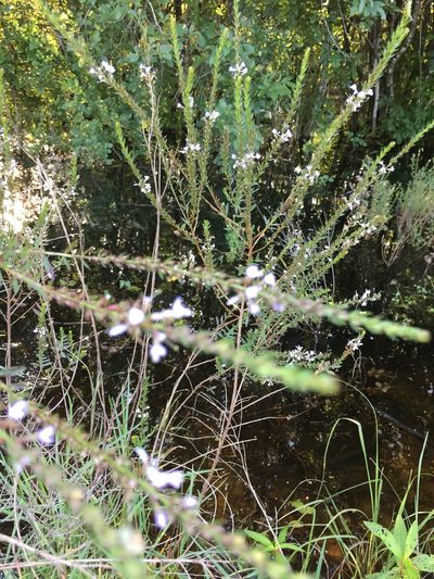 Lythrum lineare, photographed by Connie Nagele