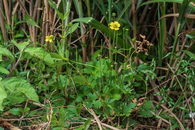 Ranunculus japonicus, photographed by 國立臺灣博物館