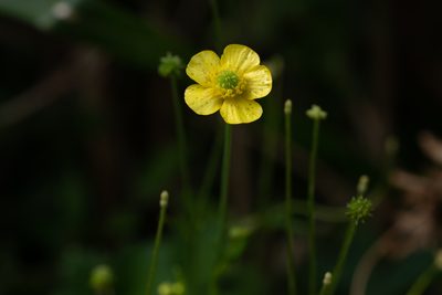 Ranunculus japonicus, photographed by 國立臺灣博物館