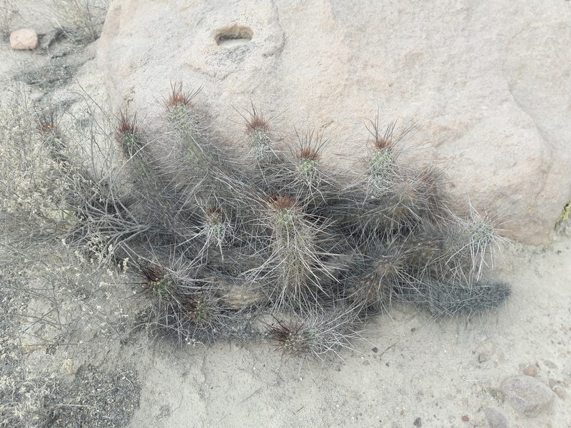 Haageocereus fascicularis, photographed by Aira Francisca Faúndez Fallau