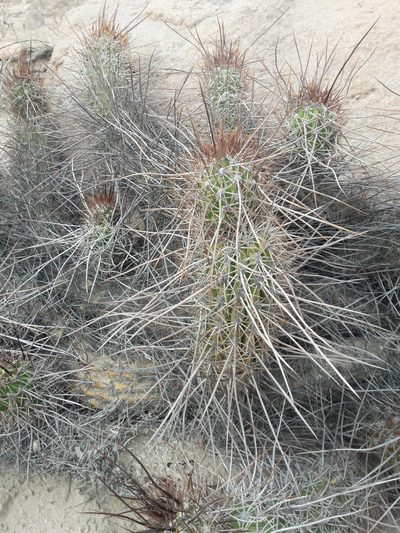 Haageocereus fascicularis, photographed by Aira Francisca Faúndez Fallau