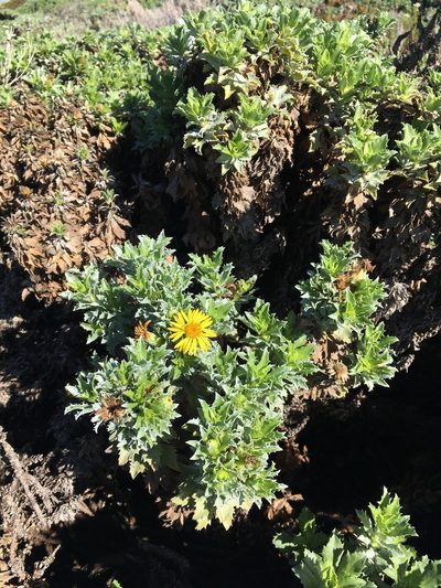 Haplopappus foliosus, photographed by Aira Francisca Faúndez Fallau