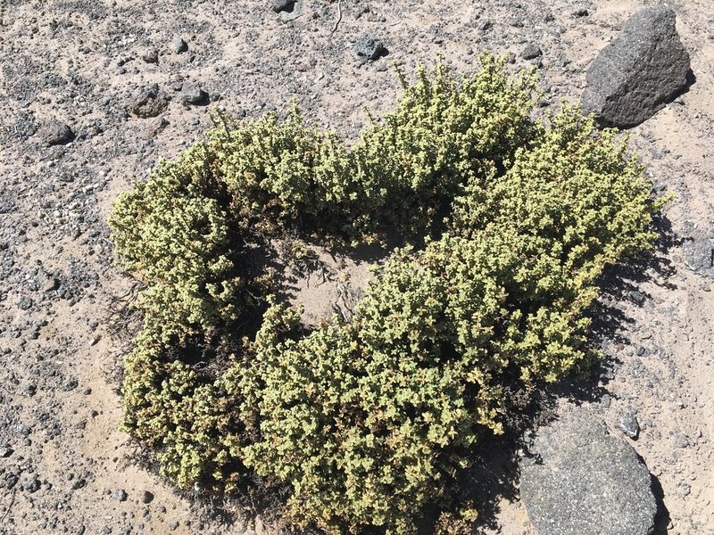 Lampayo officinalis, photographed by Aira Francisca Faúndez Fallau