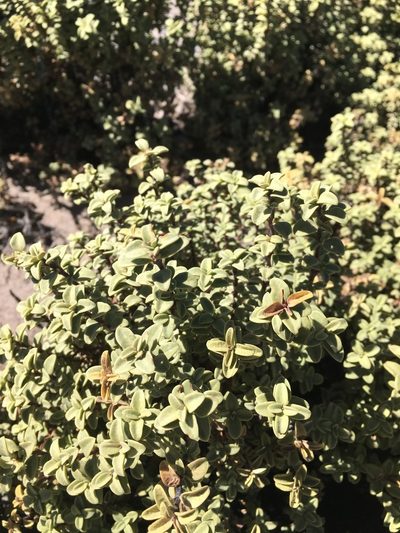 Lampayo officinalis, photographed by Aira Francisca Faúndez Fallau