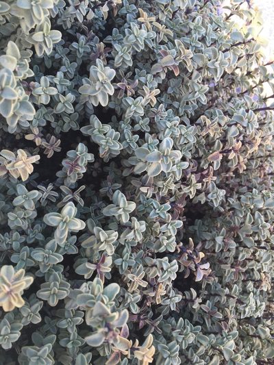 Lampayo officinalis, photographed by Aira Francisca Faúndez Fallau