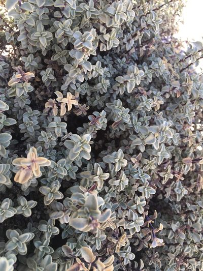 Lampayo officinalis, photographed by Aira Francisca Faúndez Fallau