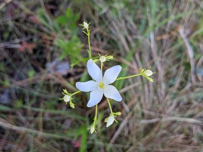 Sabatia difformis, photographed by Rhonda Ridley