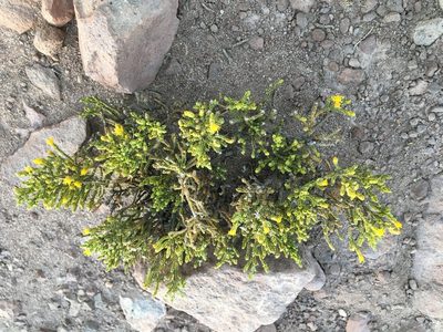 Parastrephia quadrangularis, photographed by Aira Francisca Faúndez Fallau